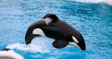 Show da baleia no Sea World