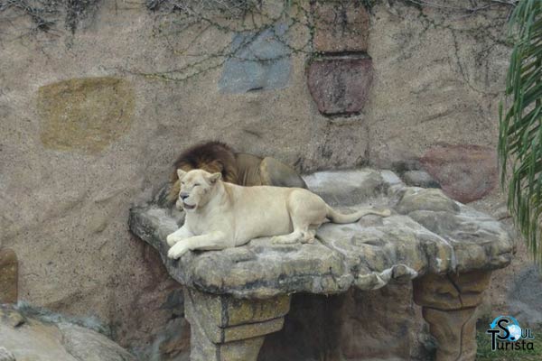 Leão e leoa branca no zoológico da área Mundo Animal